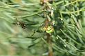 Araniella_cucurbitina_D2982_Z_88_NP De Hoge Veluwe_Nederland